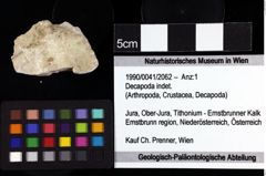 Foto (Objket + Etiketten) von Decapoda indet. 